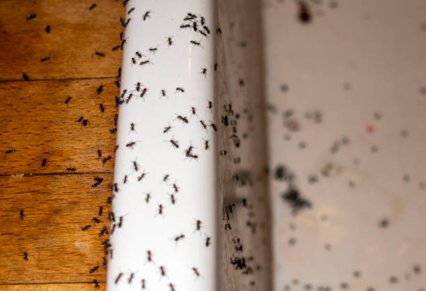 Best Ant Control Services  in Dry Run, OH